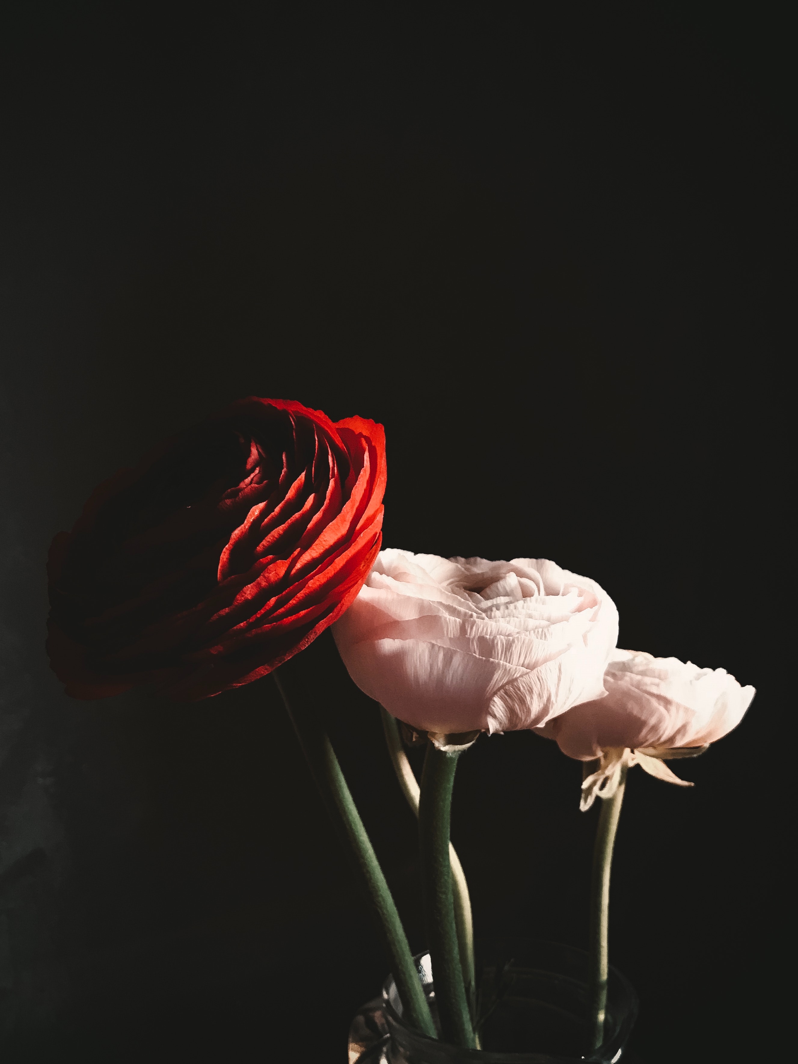 玫瑰花