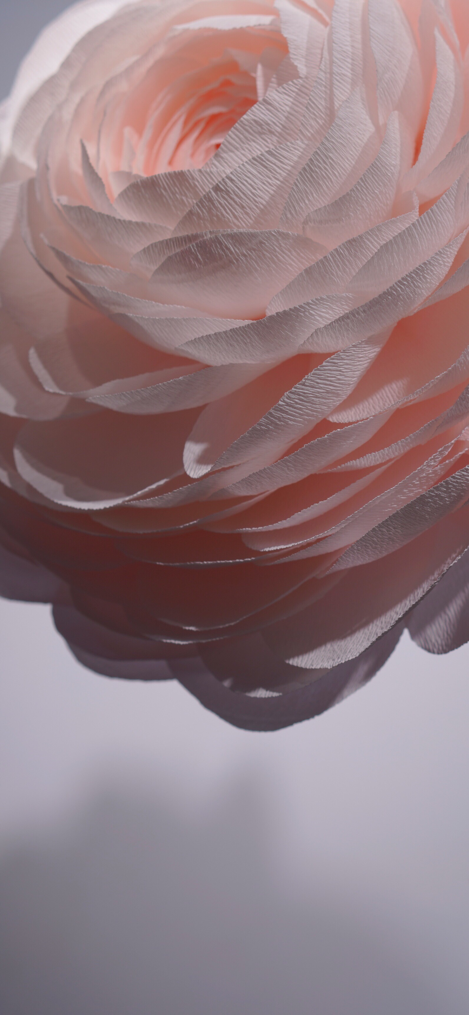 iphoneX壁纸-粉色的花