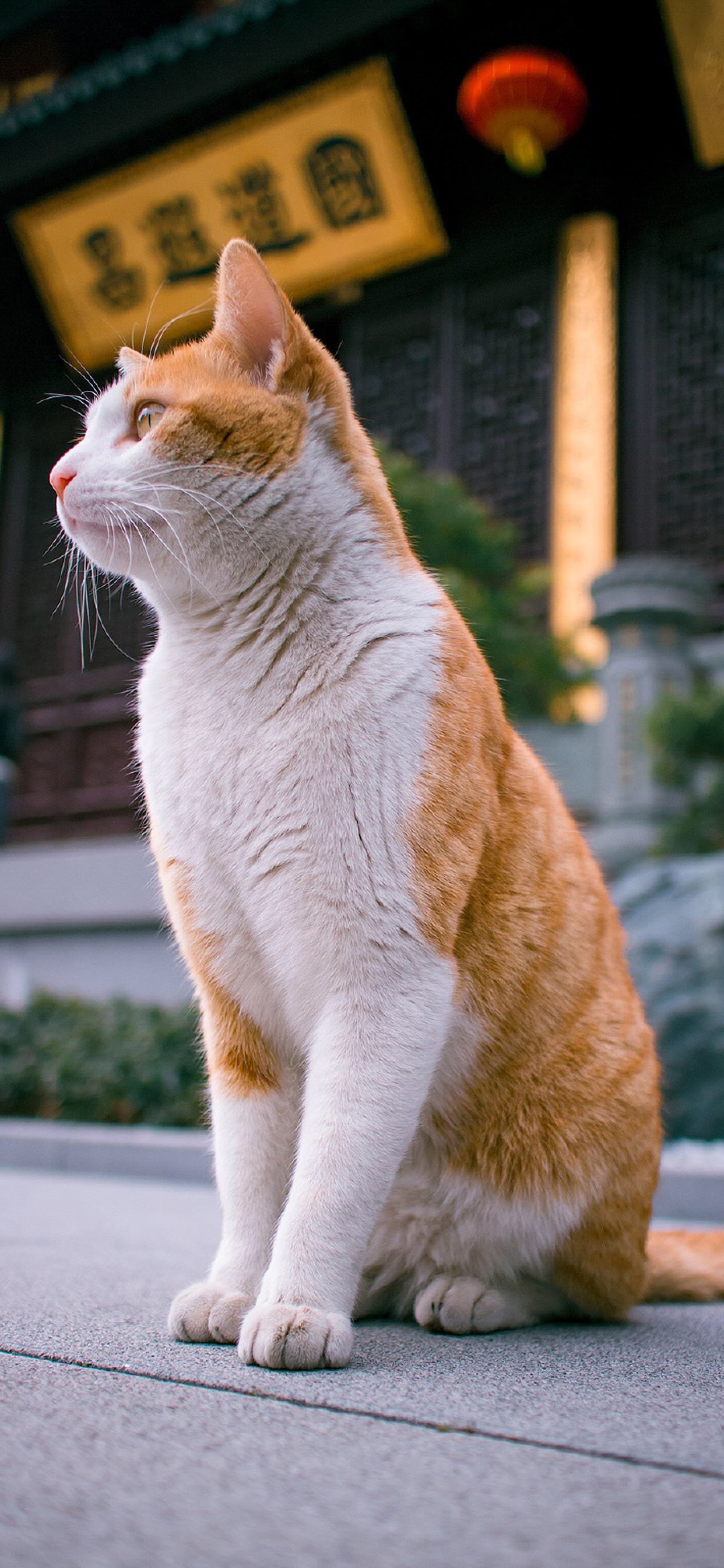 有气质的橘猫壁纸