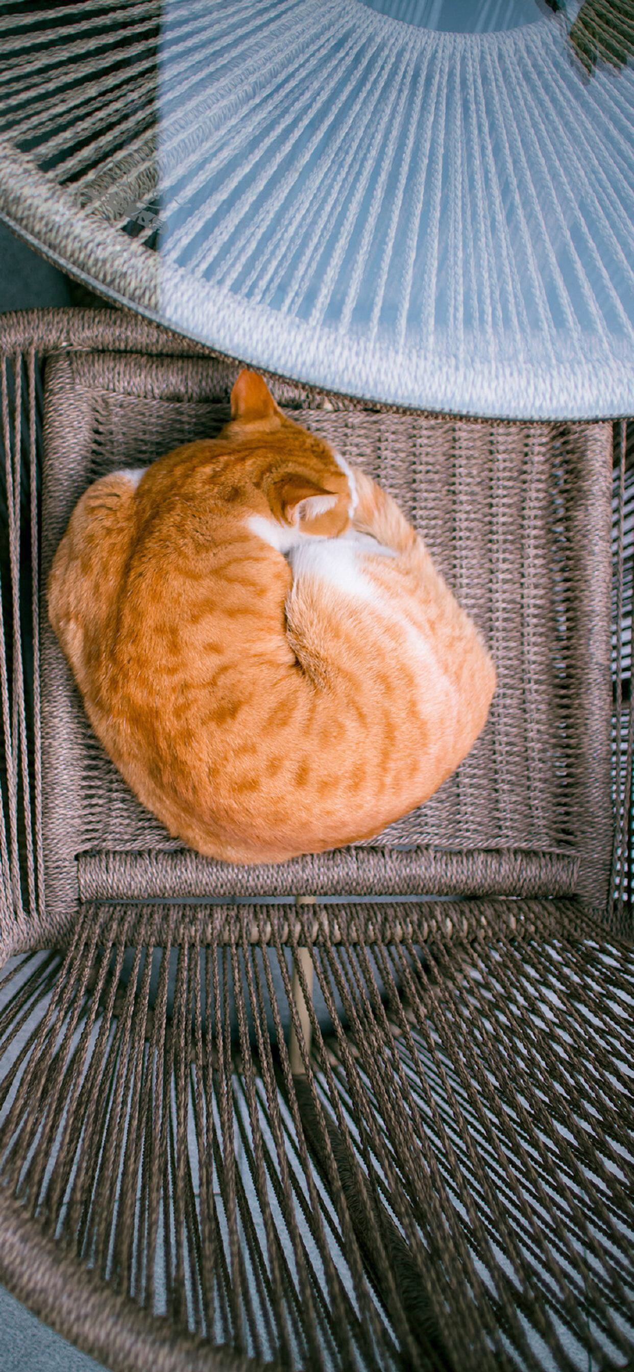 萌宠猫咪摄影高清手机壁纸