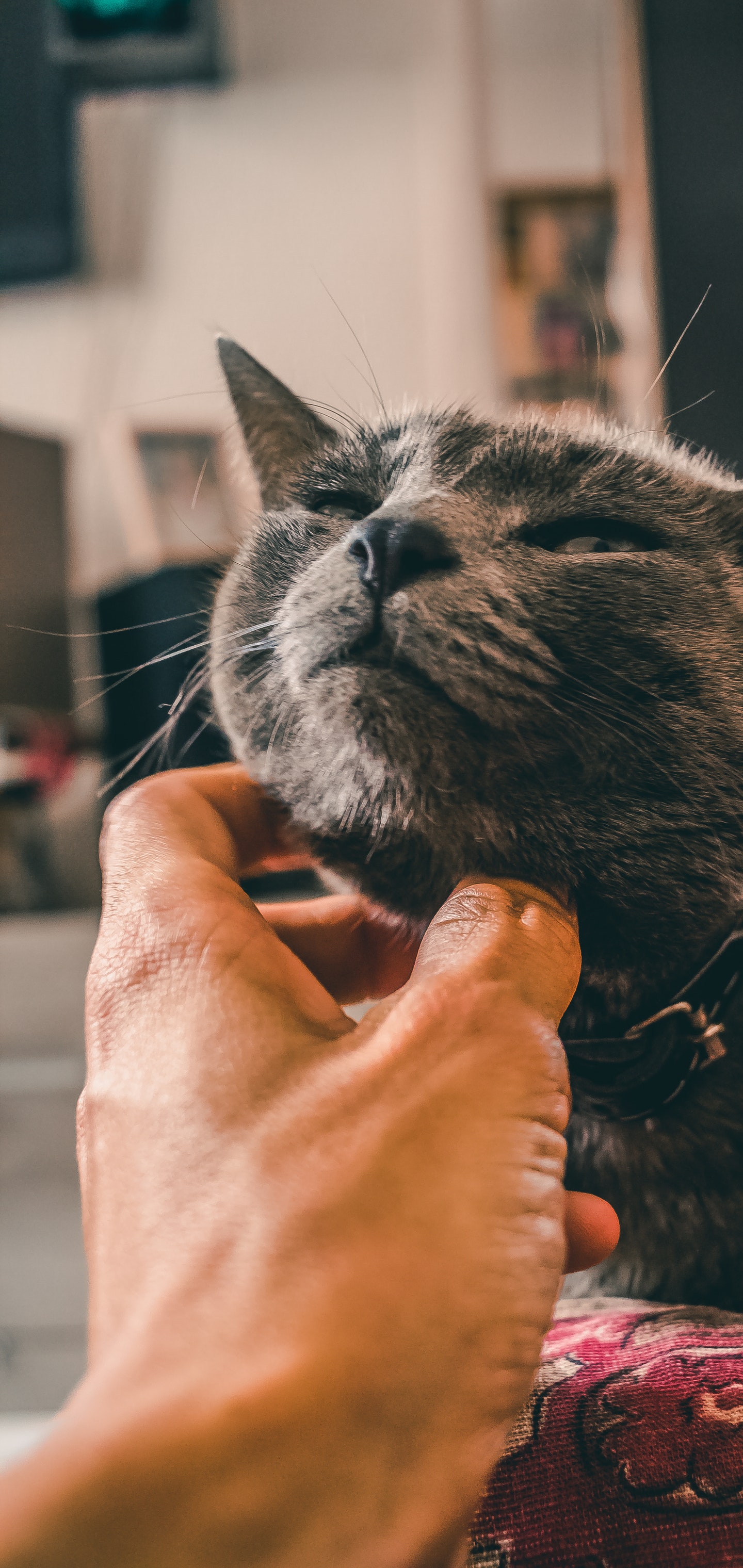 英短蓝猫宠物壁纸