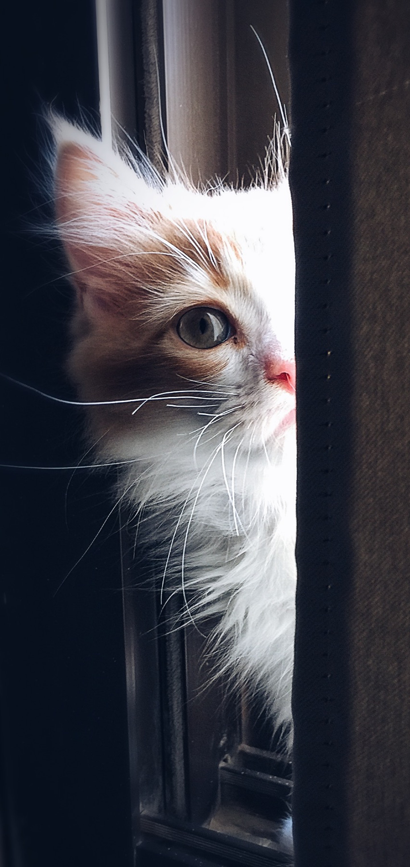 猫咪暗中观察