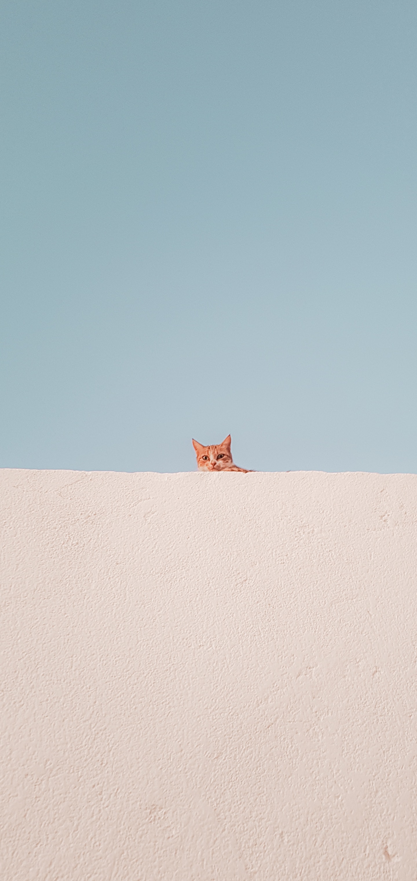 发现一只橘猫