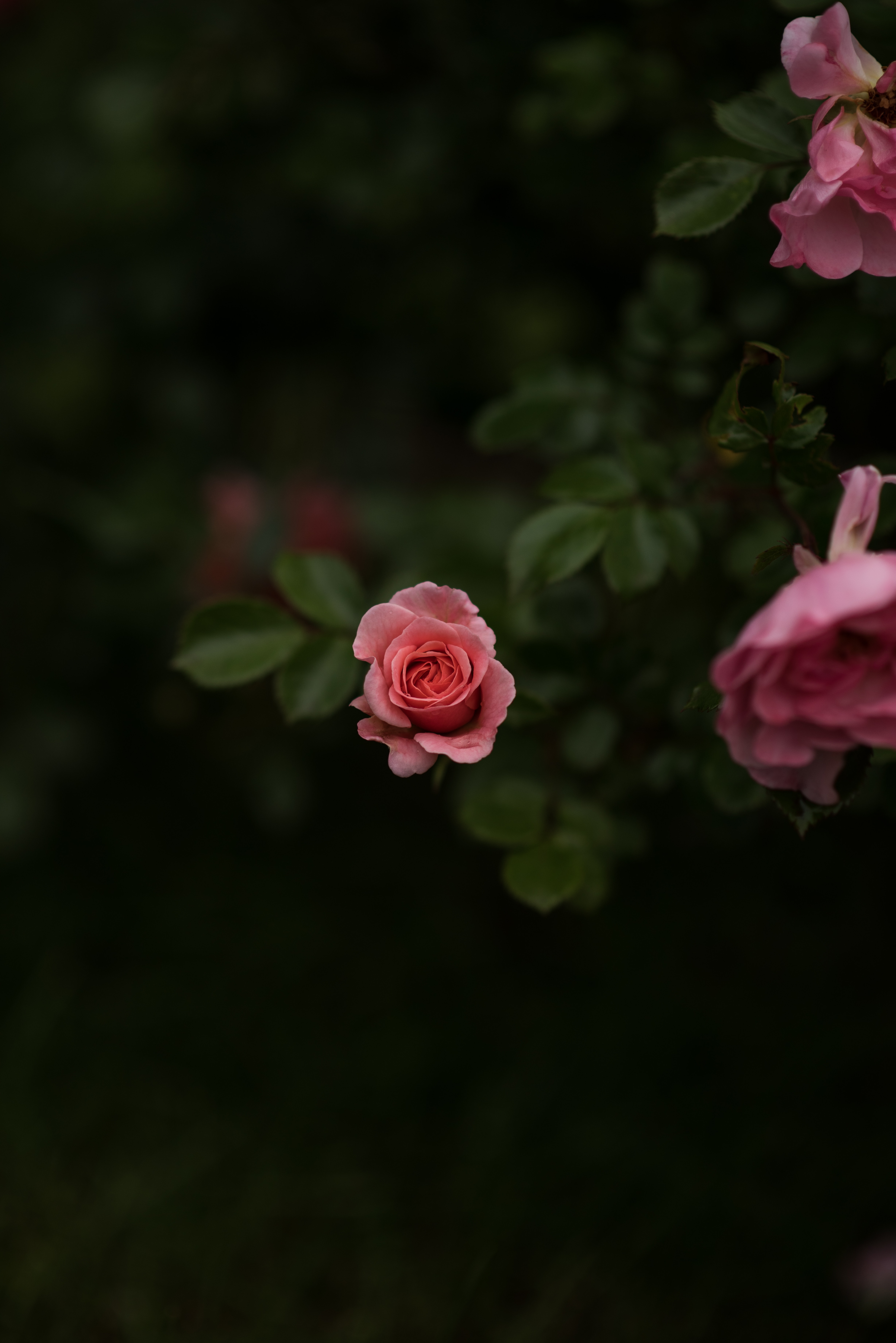 红玫瑰特写手机壁纸图片