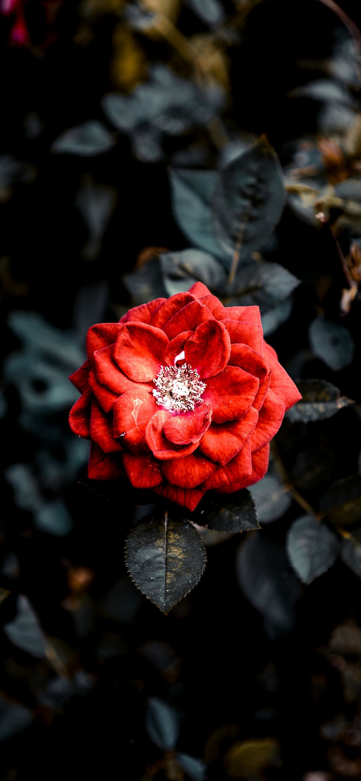 iphoneXS Max手机适配壁纸[2688×1242]|野花