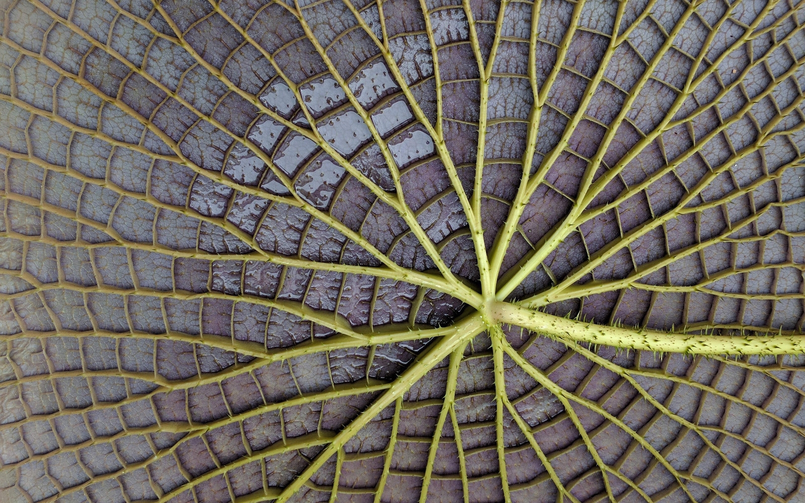 ubuntu16系统内置壁纸