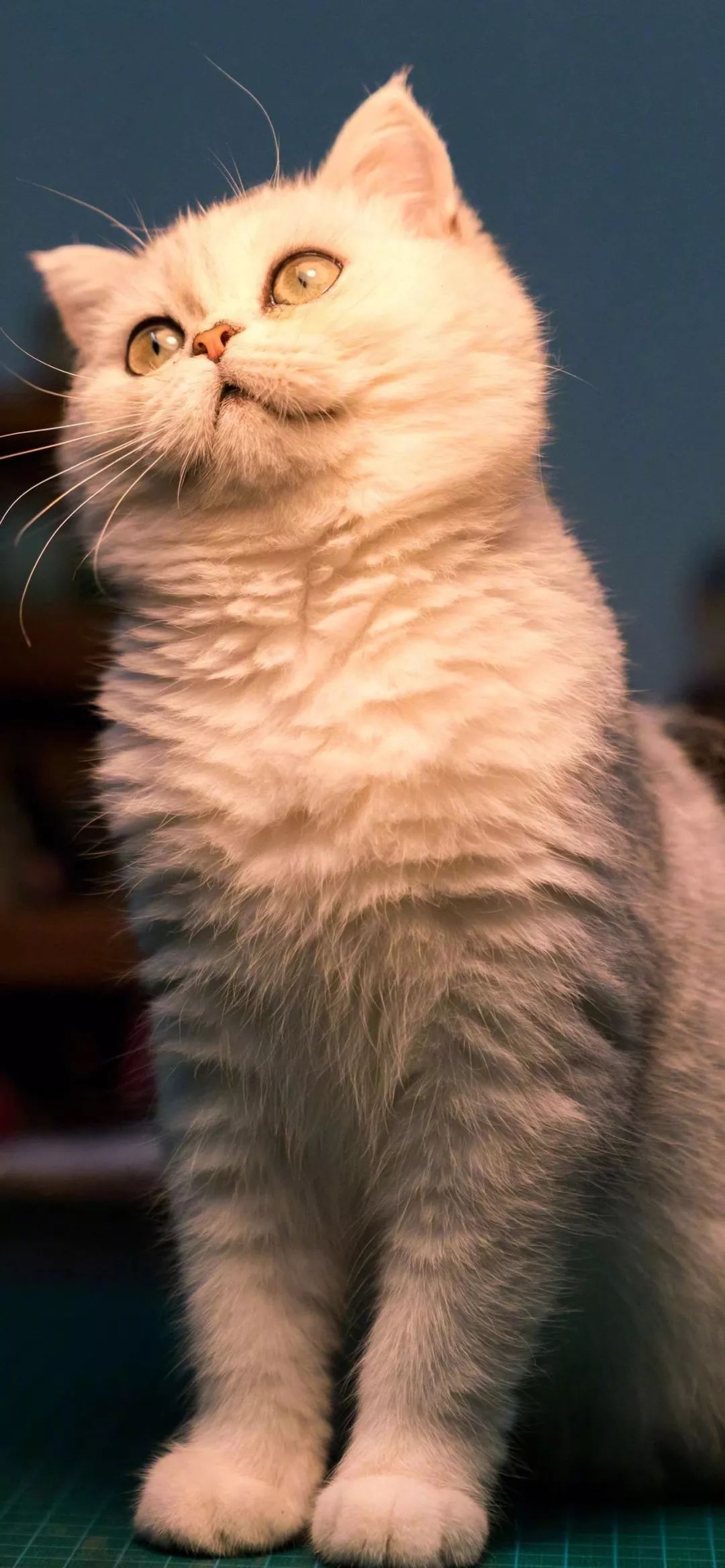 可爱猫咪