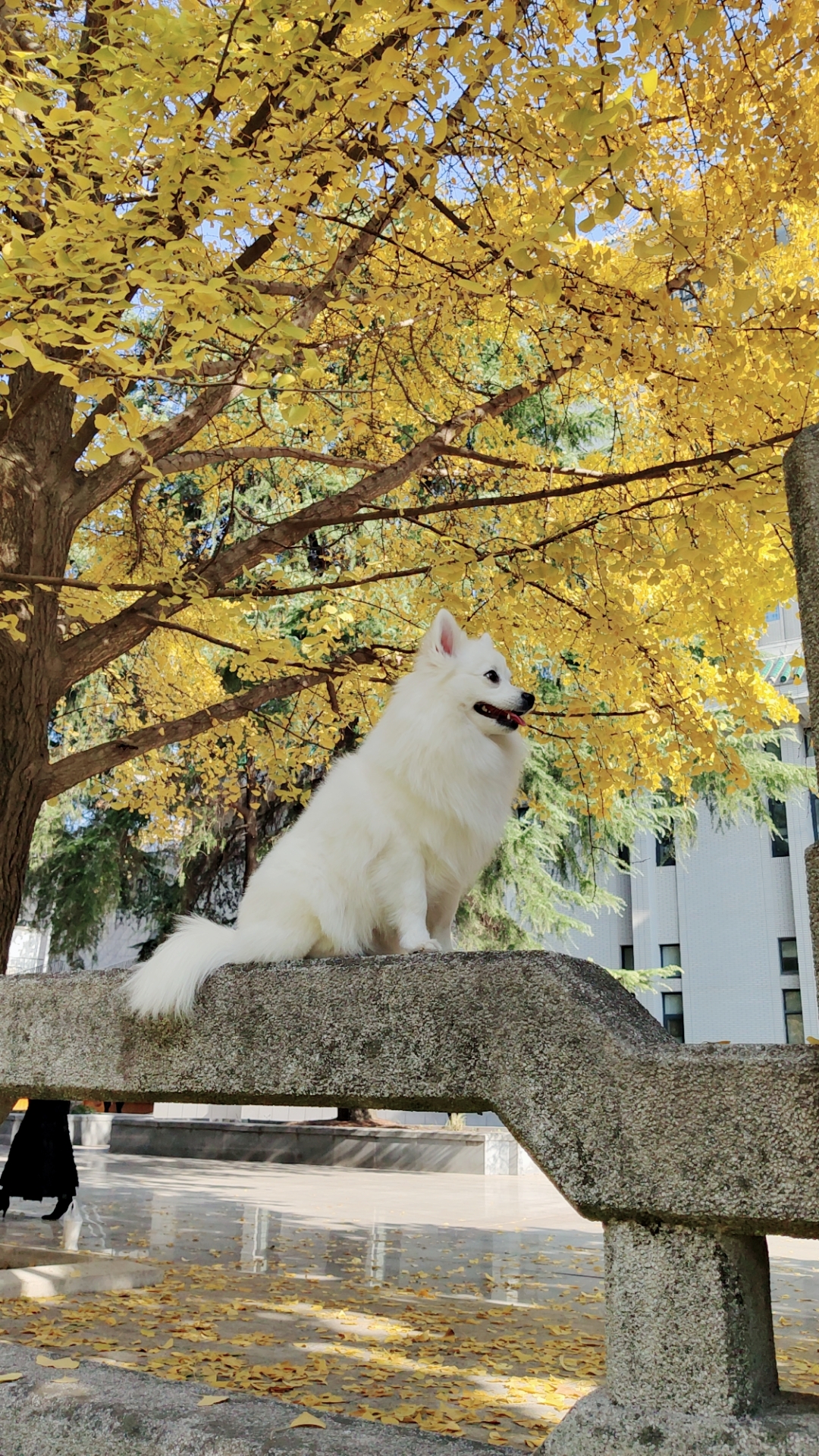 银狐