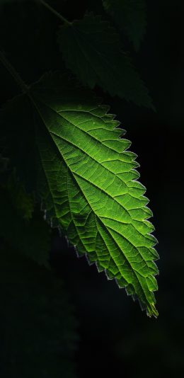 绿叶