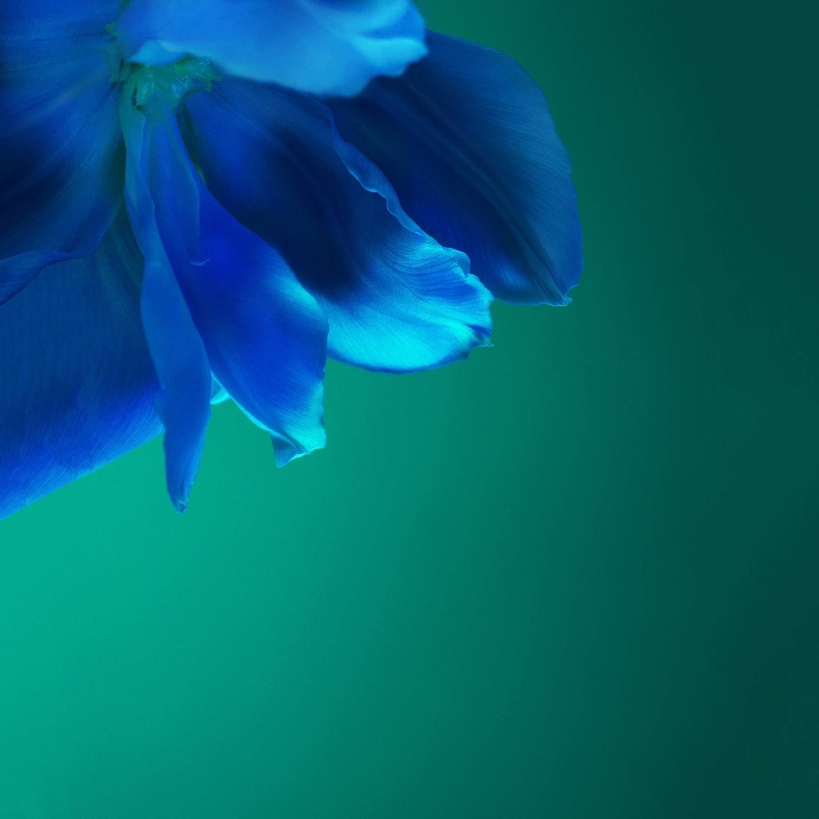 华为P40手机自带壁纸