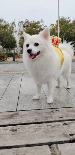艾咪