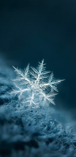 雪