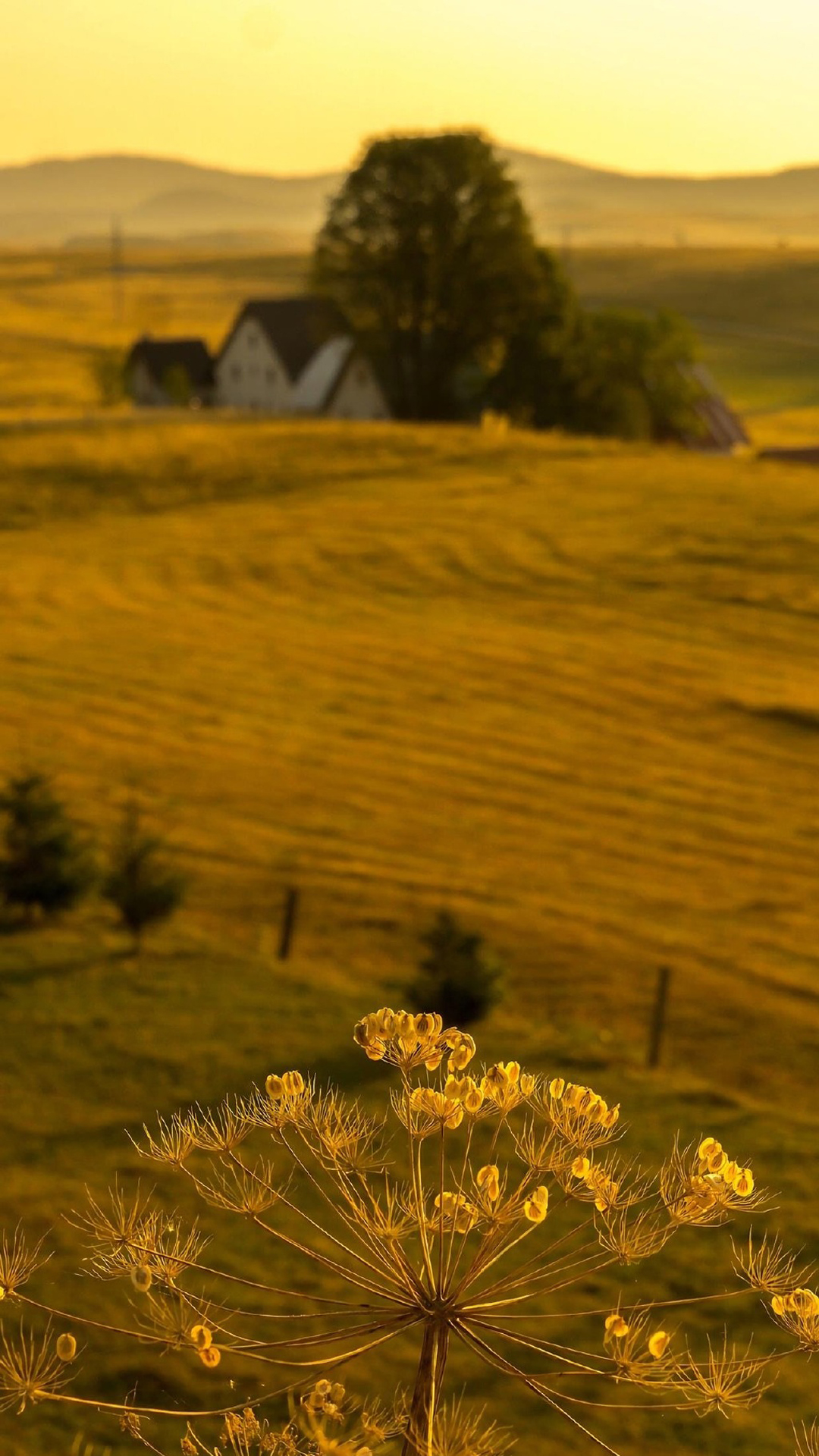 清新唯美田园风景