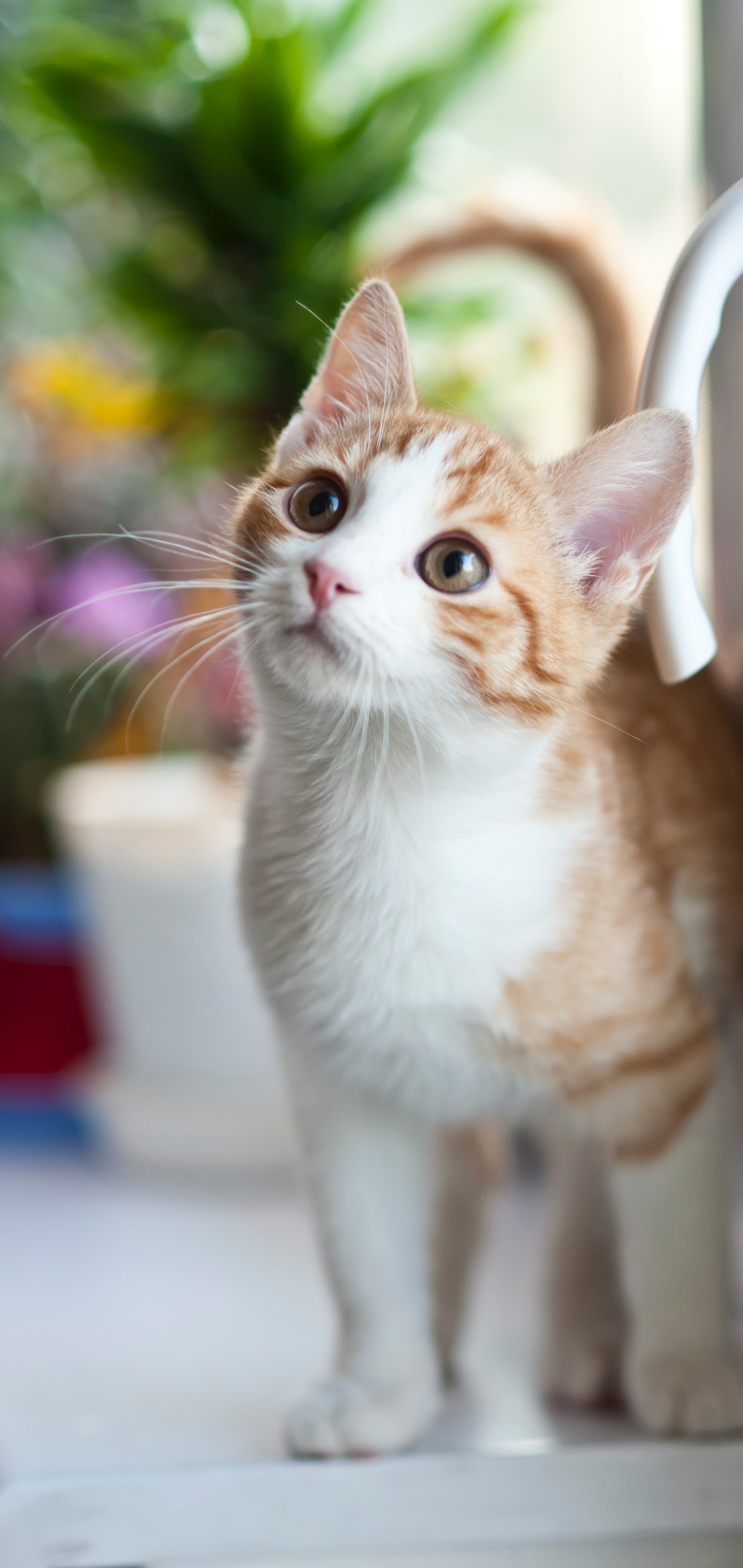 猫咪