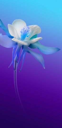 vivo S6手机官方壁纸（9）
