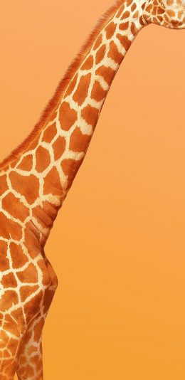 vivo Z6手机壁纸