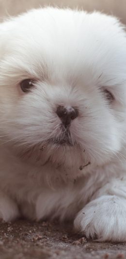 小狗狗