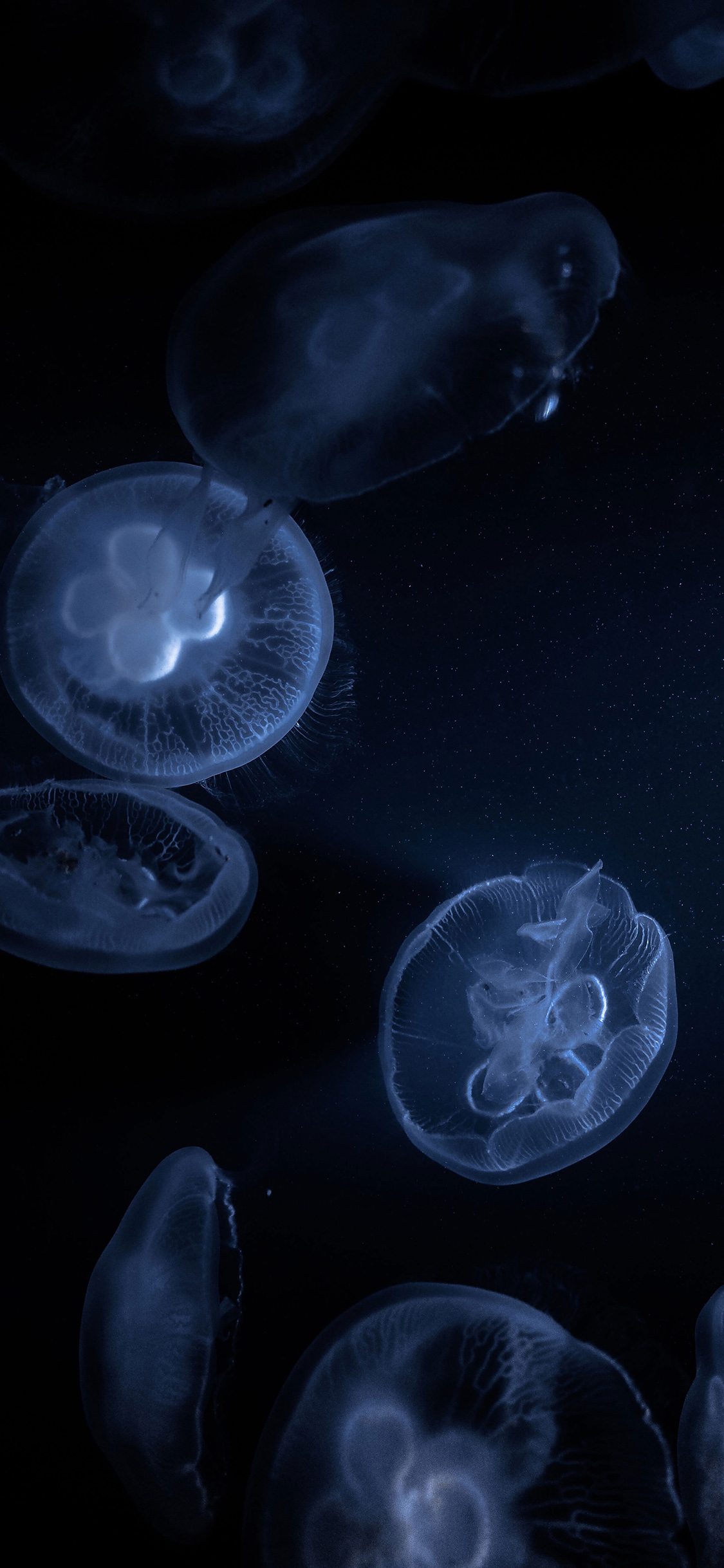 [2436×1125]iphoneX/11 海洋生物水母手机壁纸