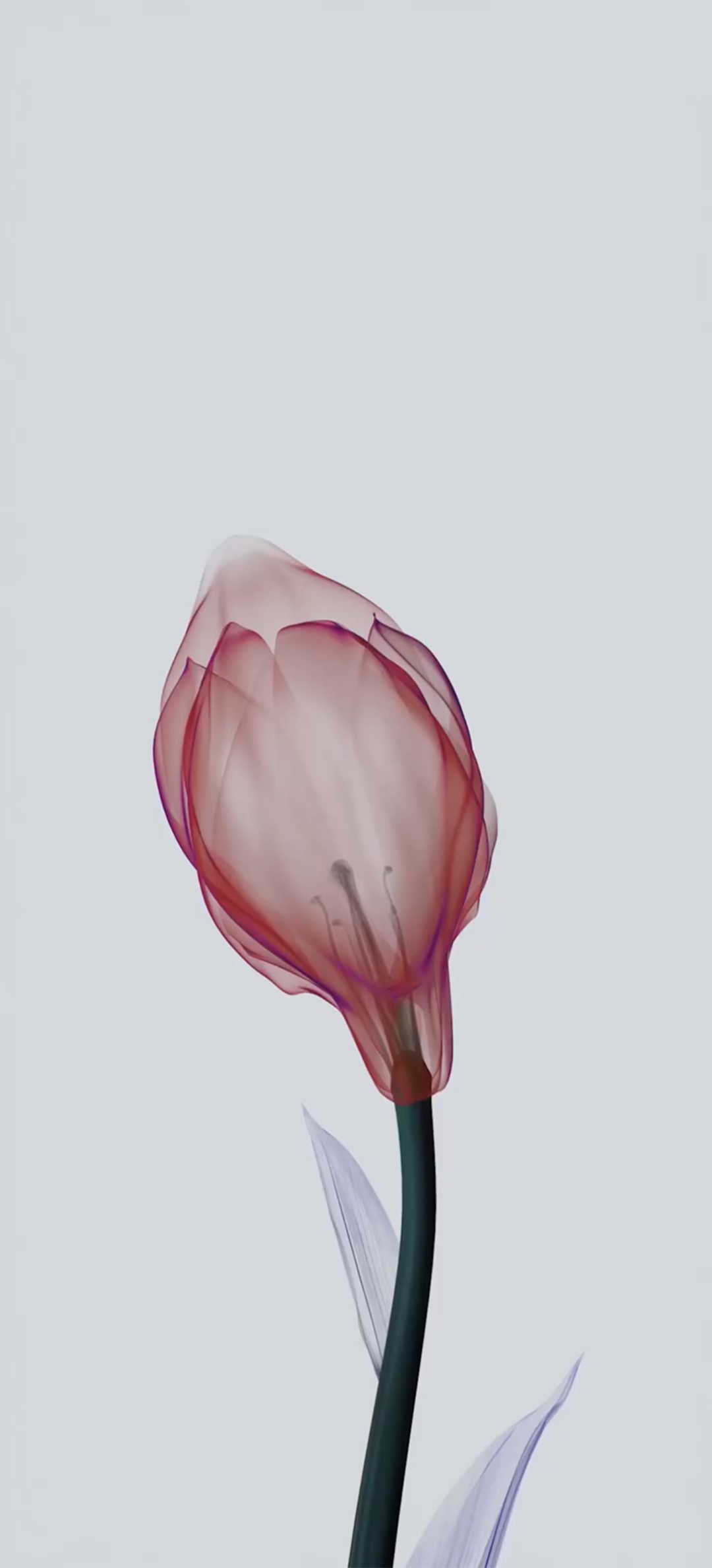 vivo X60手机自带壁纸（6）