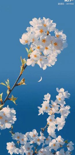 花花