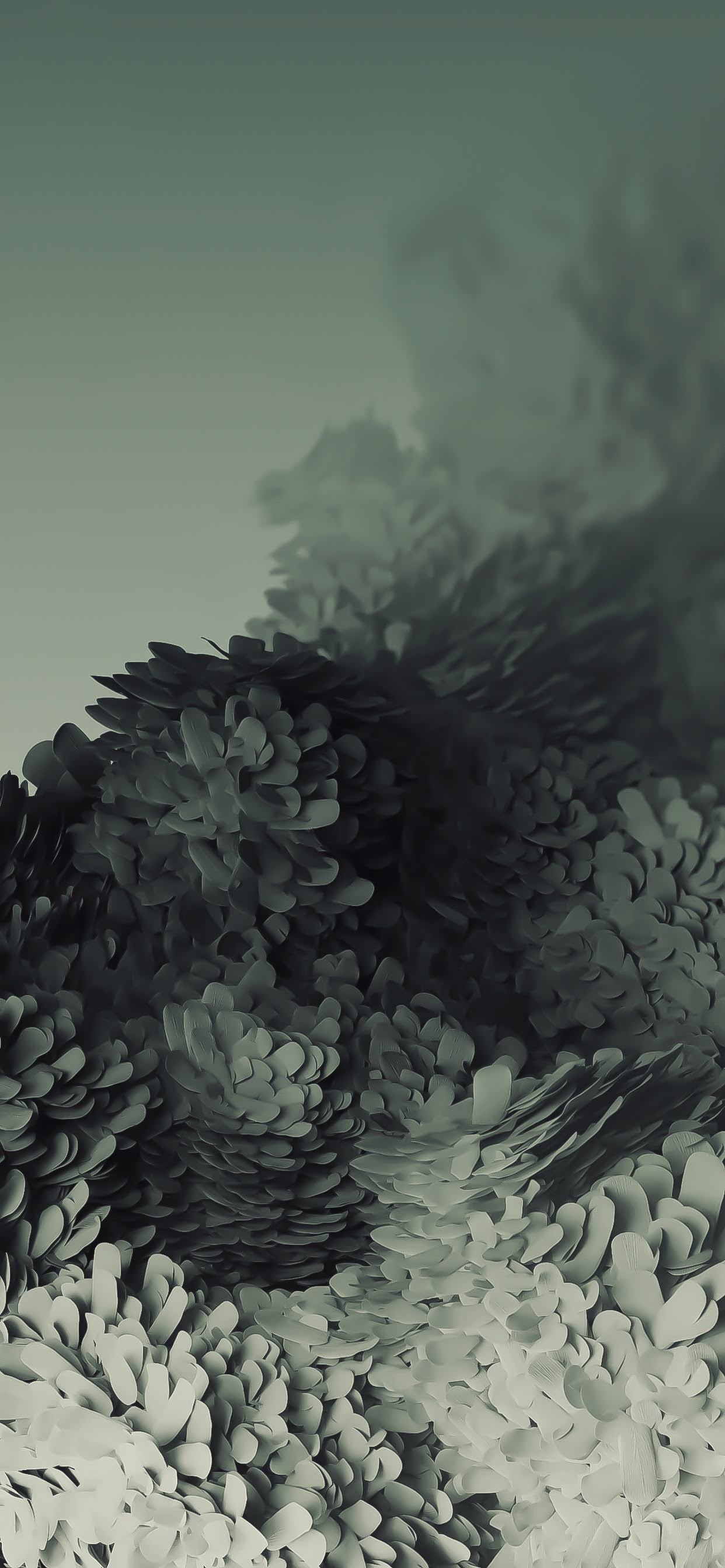 2436×1125 黑白 花瓣 适配iphone手机壁纸