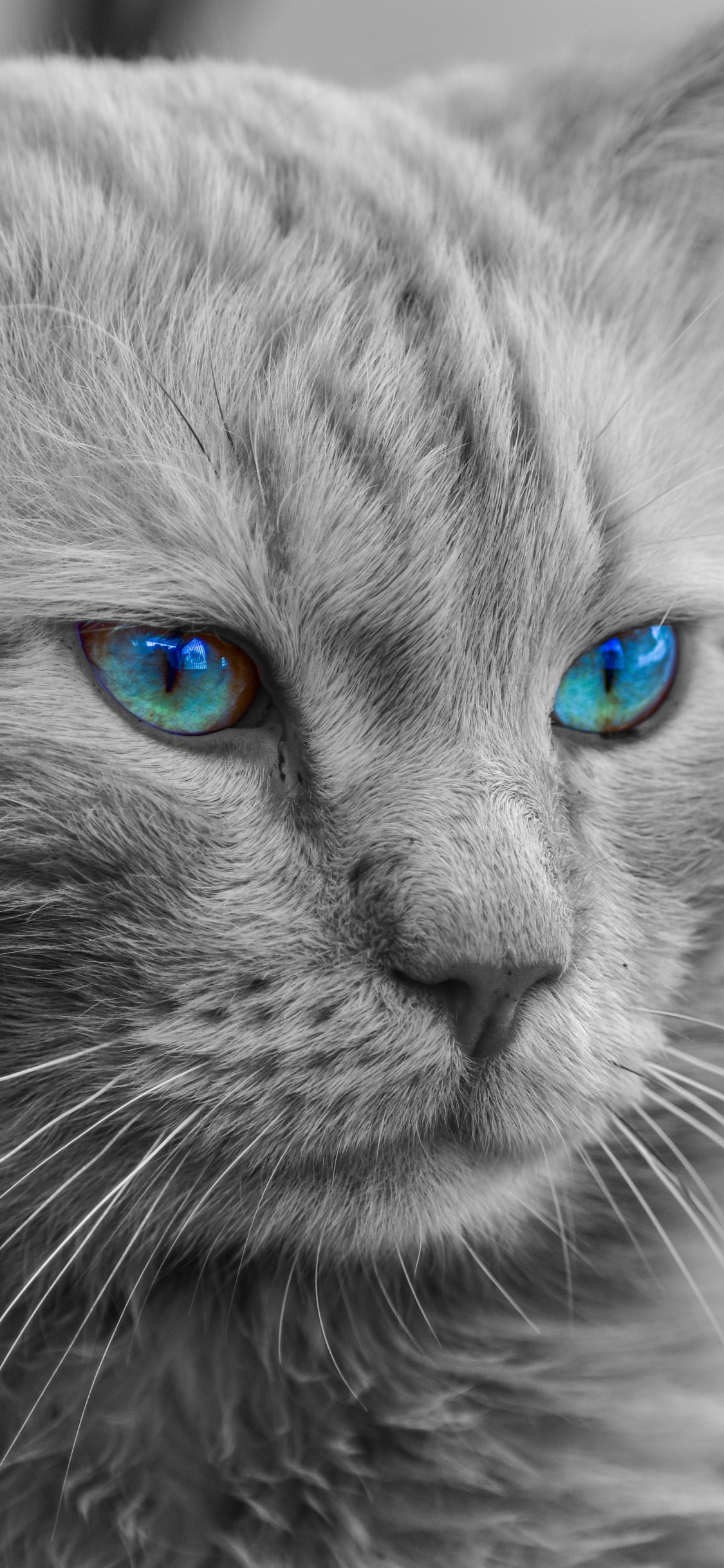 [2436×1125]猫 宠物 动物手机壁纸