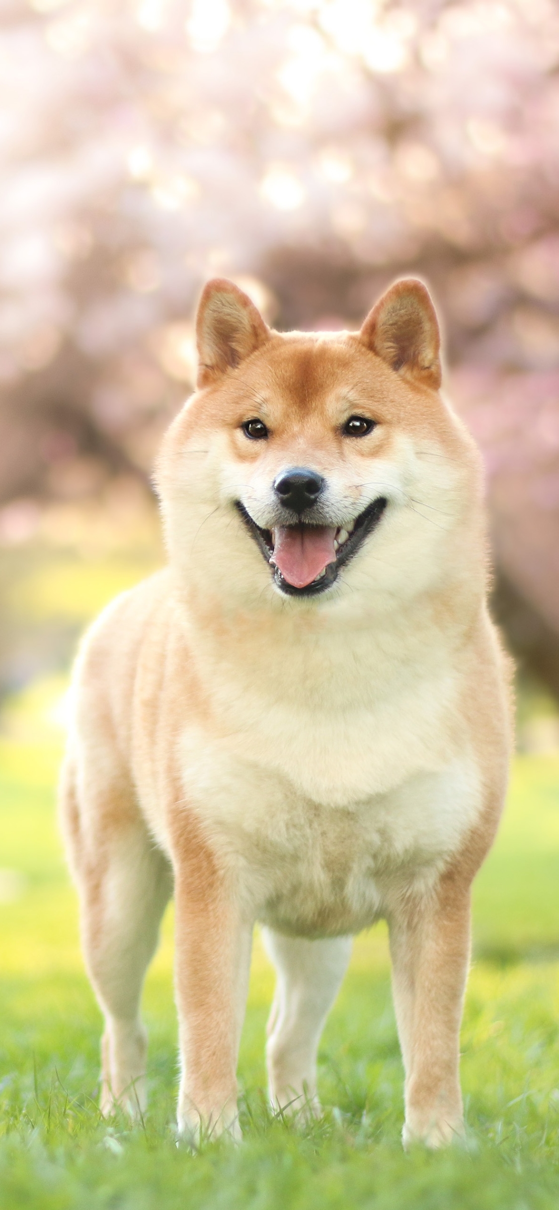 2436×1125 宠物 柴犬壁纸 适配iphoneX