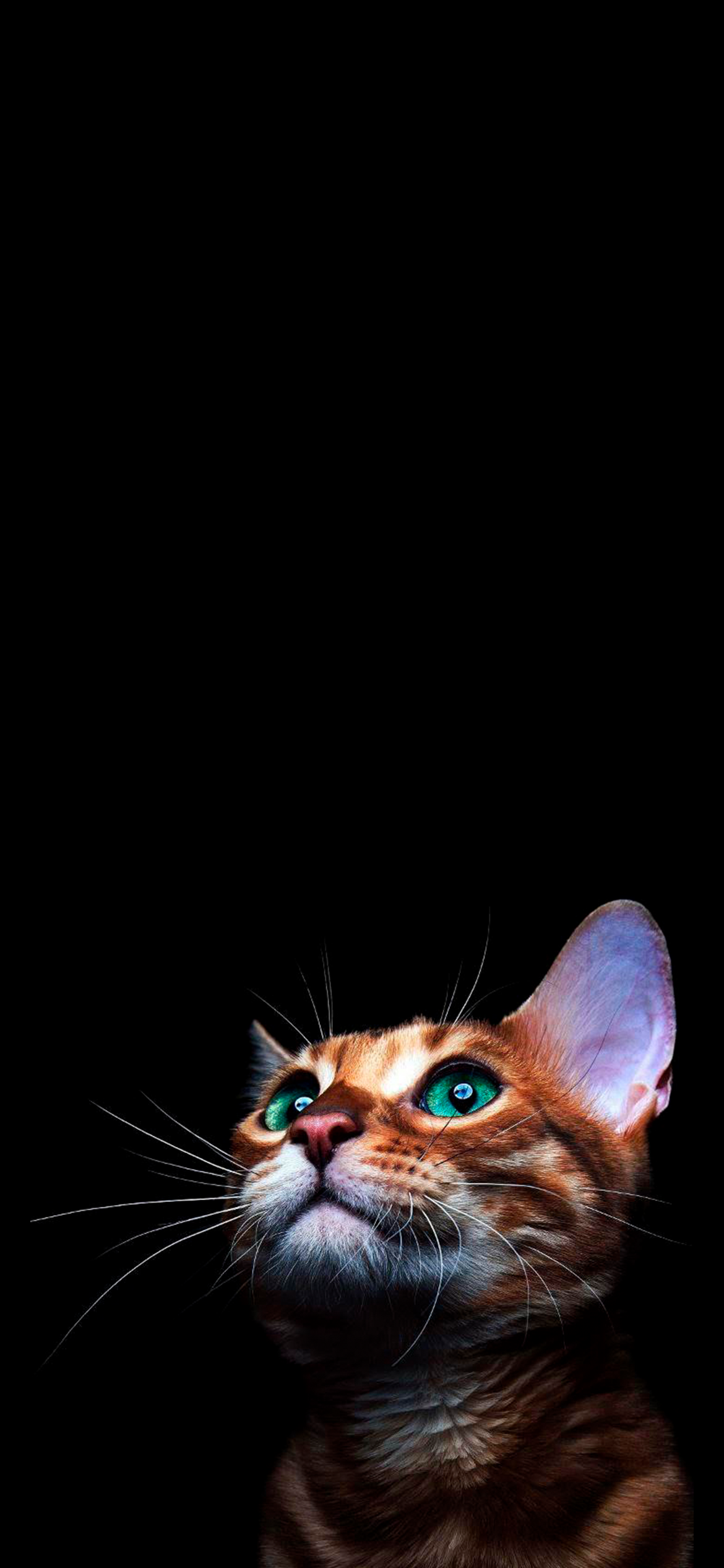 黑猫 黑色OLED壁纸