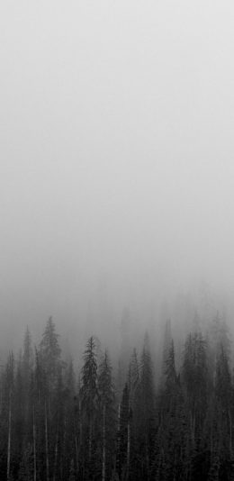 风景
