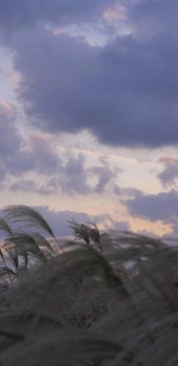 风景