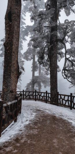 雪景