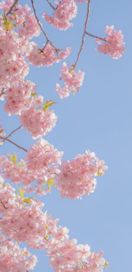 浪漫春天 樱花 天空风景手机壁纸