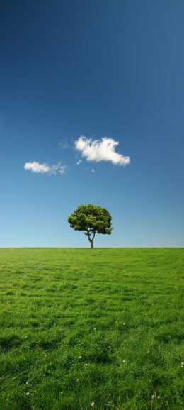 蓝天 白云 树 绿色草地风景手机高清壁纸