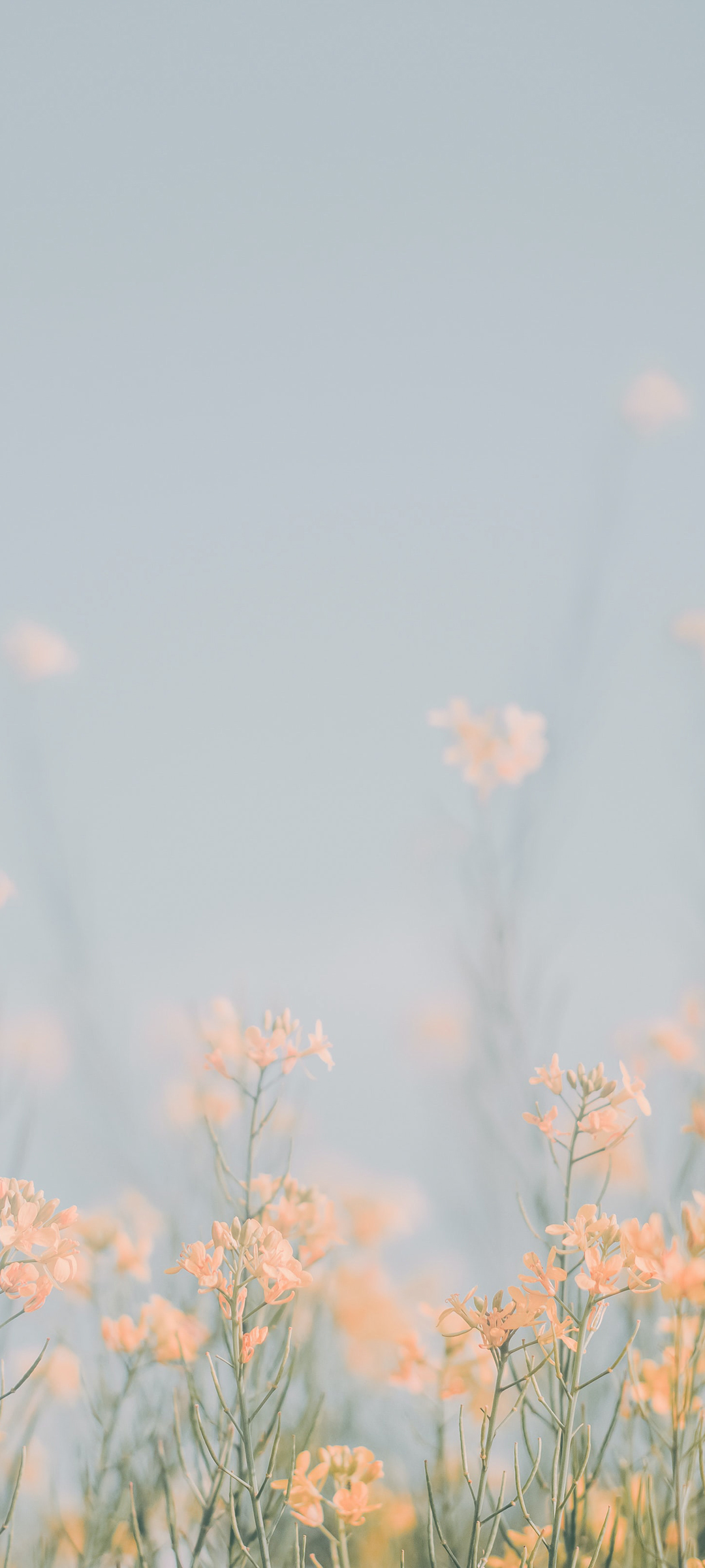 清新 素雅 花儿 手机壁纸