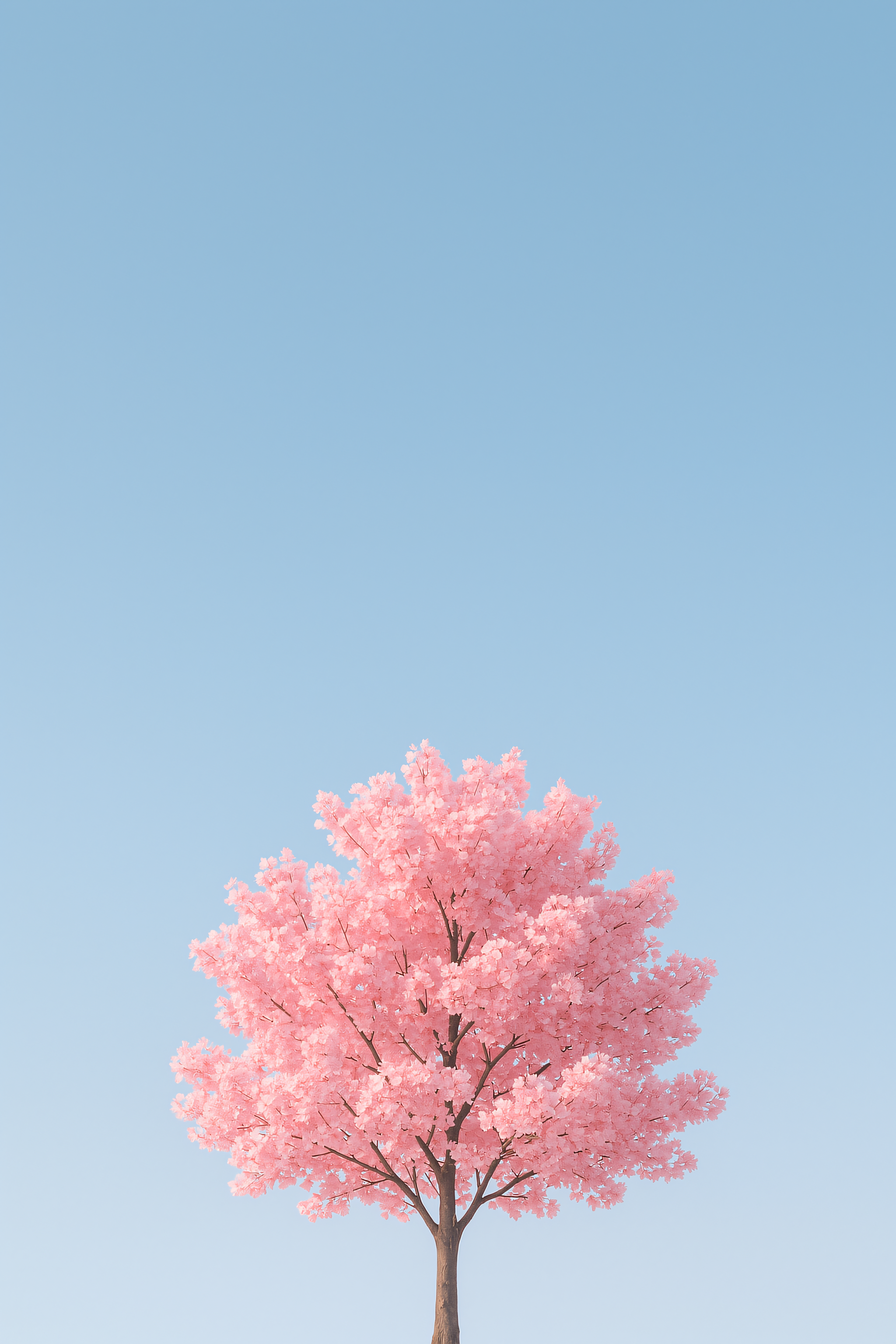 樱花 花 手机壁纸