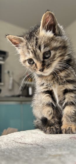 特写｜胡须｜动物