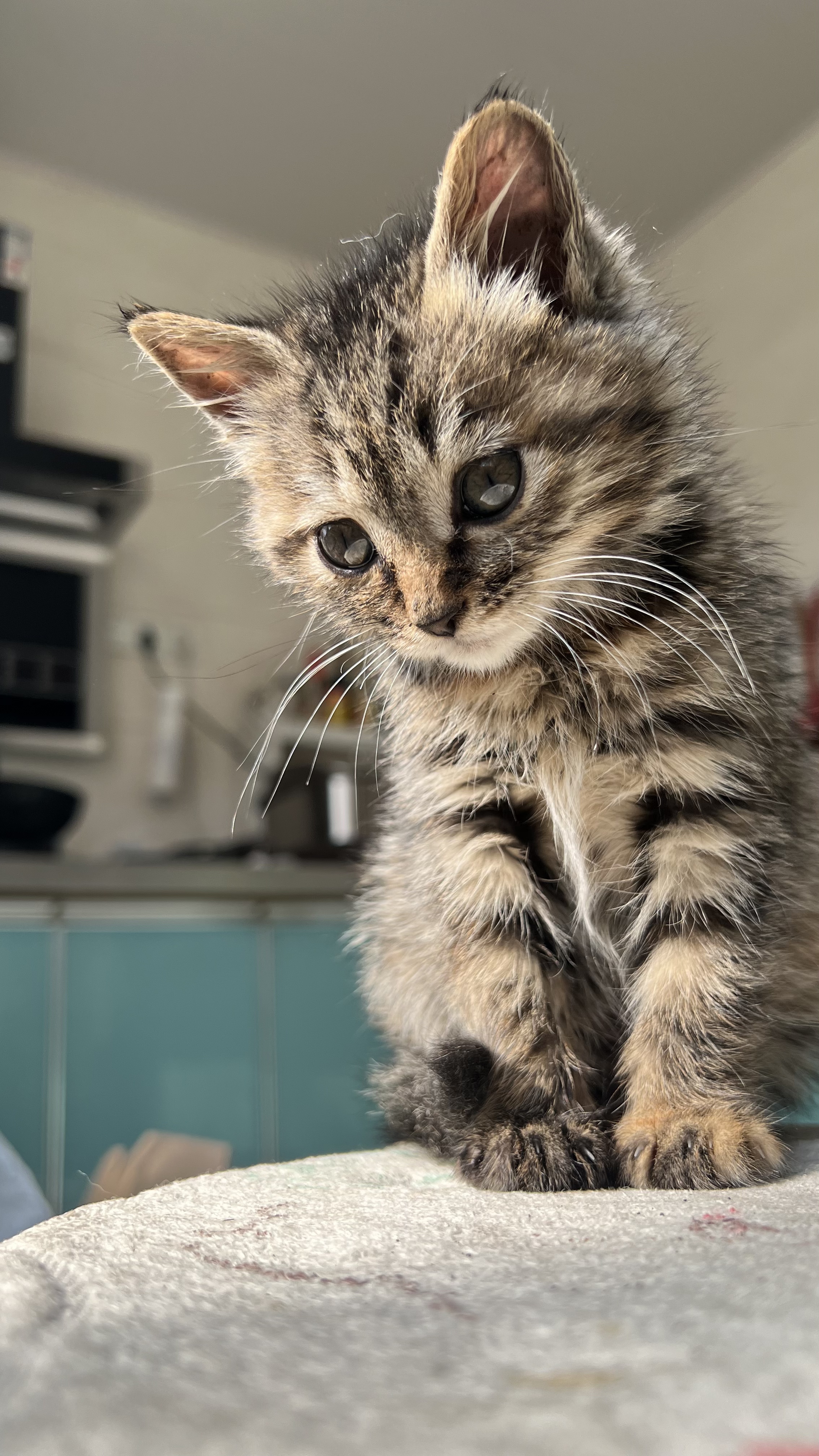 特写｜胡须｜动物