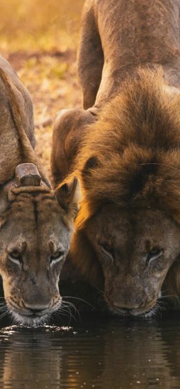 自然｜水｜纵向显示