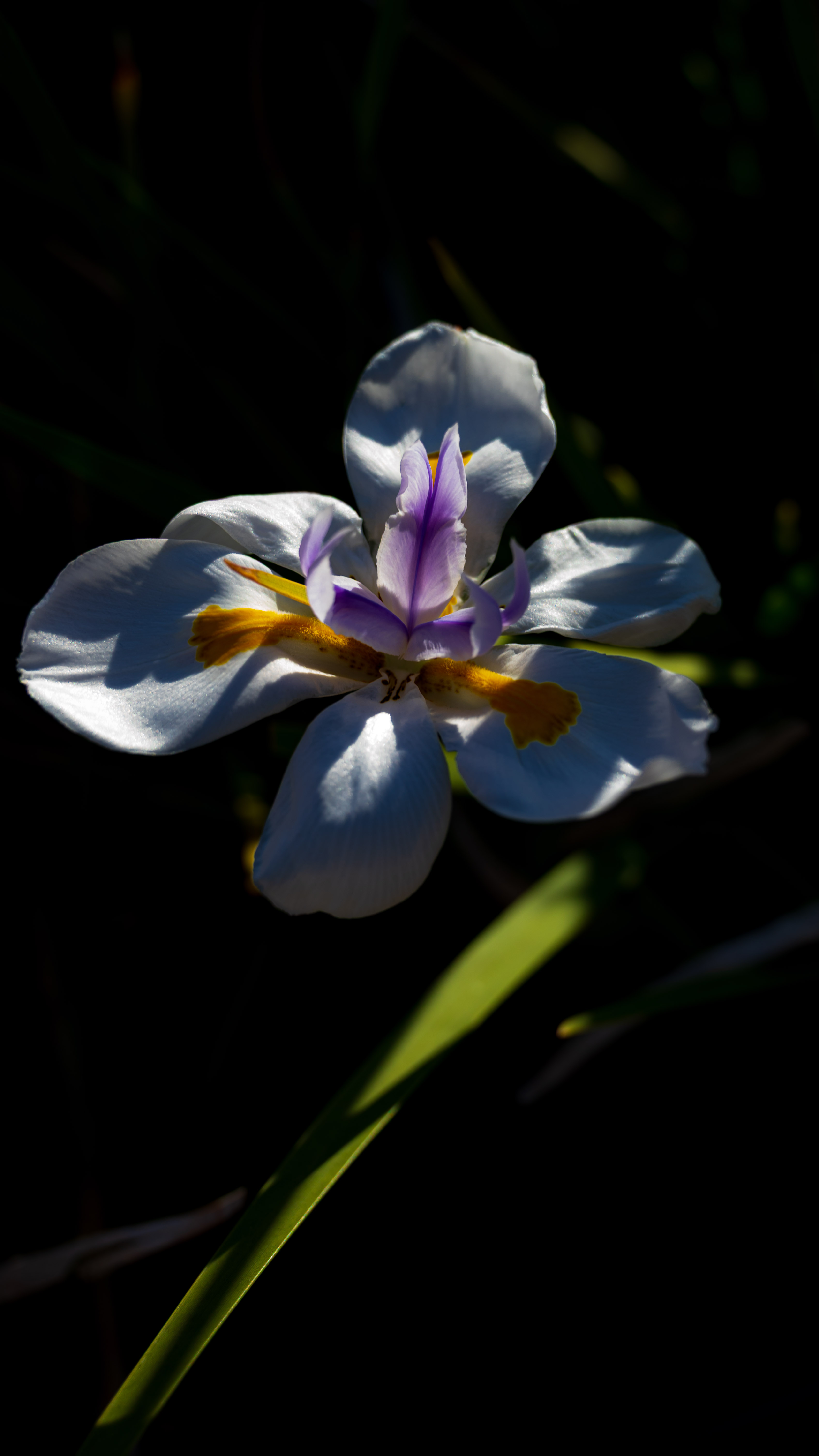 花朵｜自然｜人类发展报告