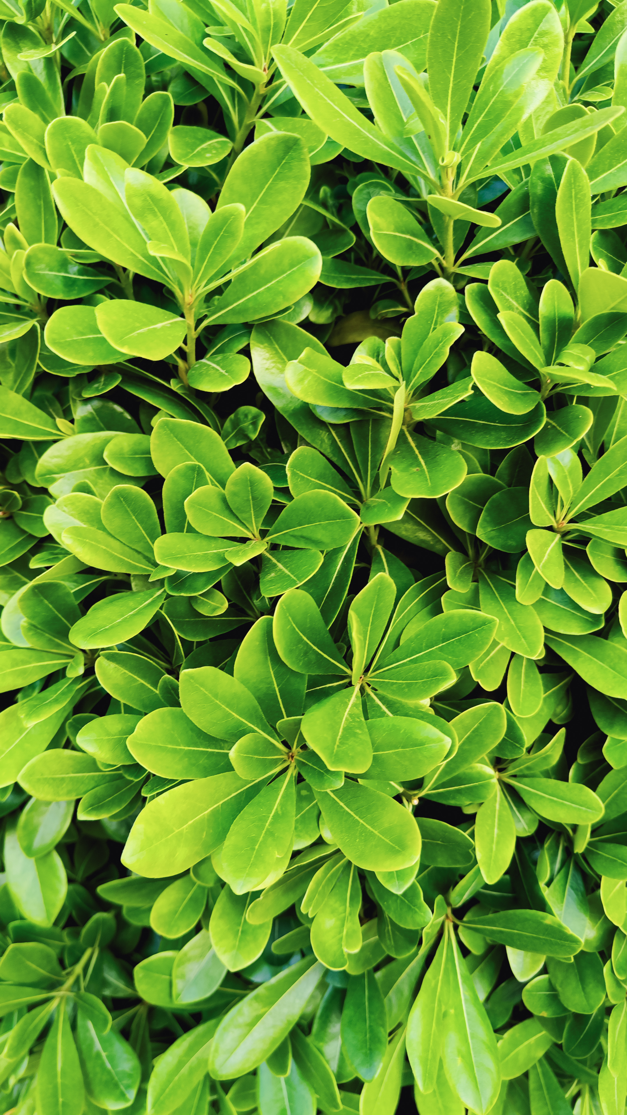 纵向显示｜树叶｜自然