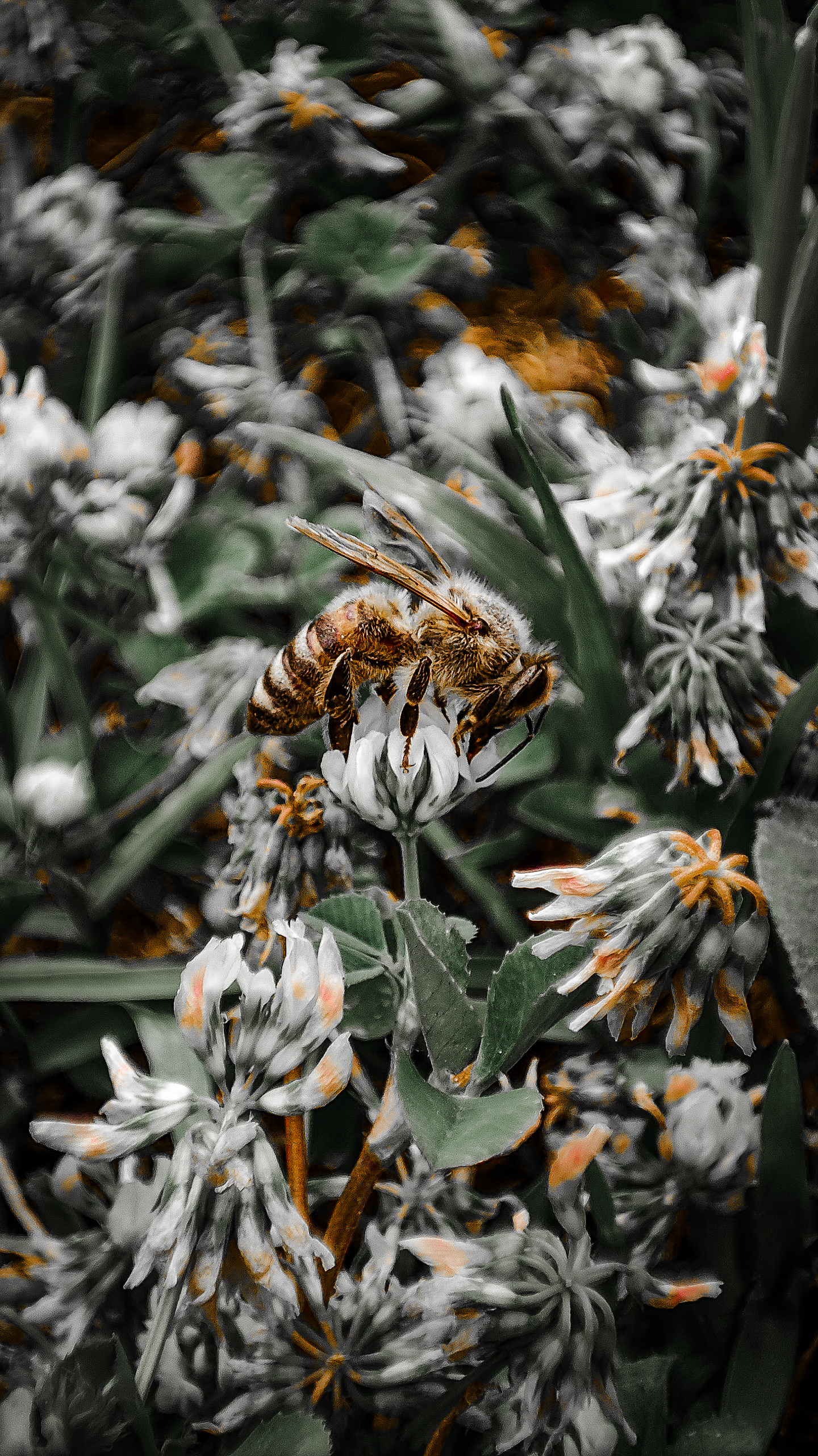 摄影｜自然｜宏