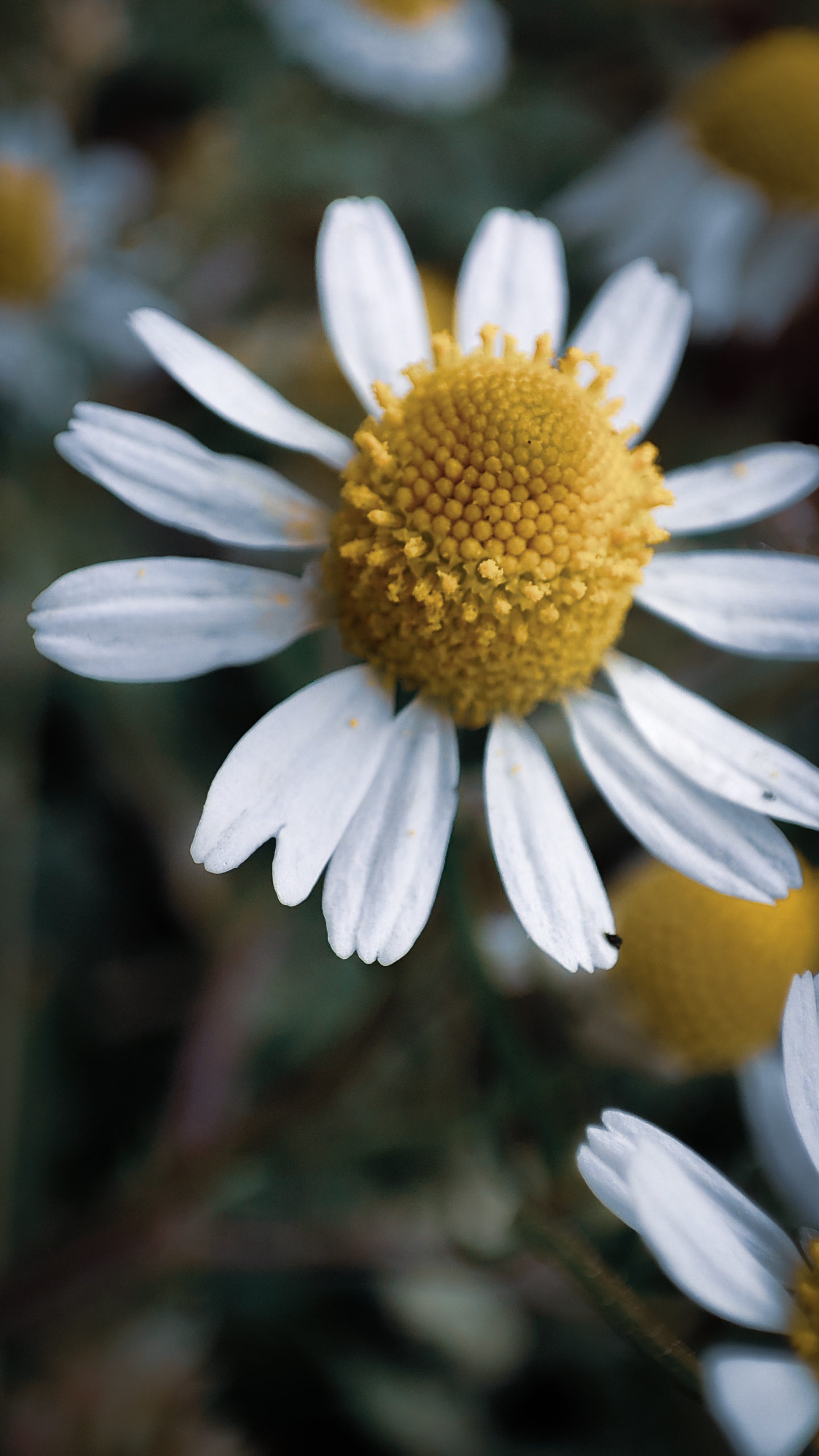特写｜花朵｜自然