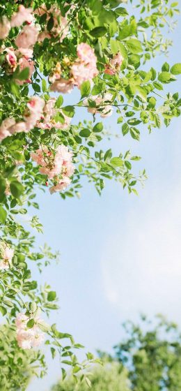 樱花｜纵向显示｜植物