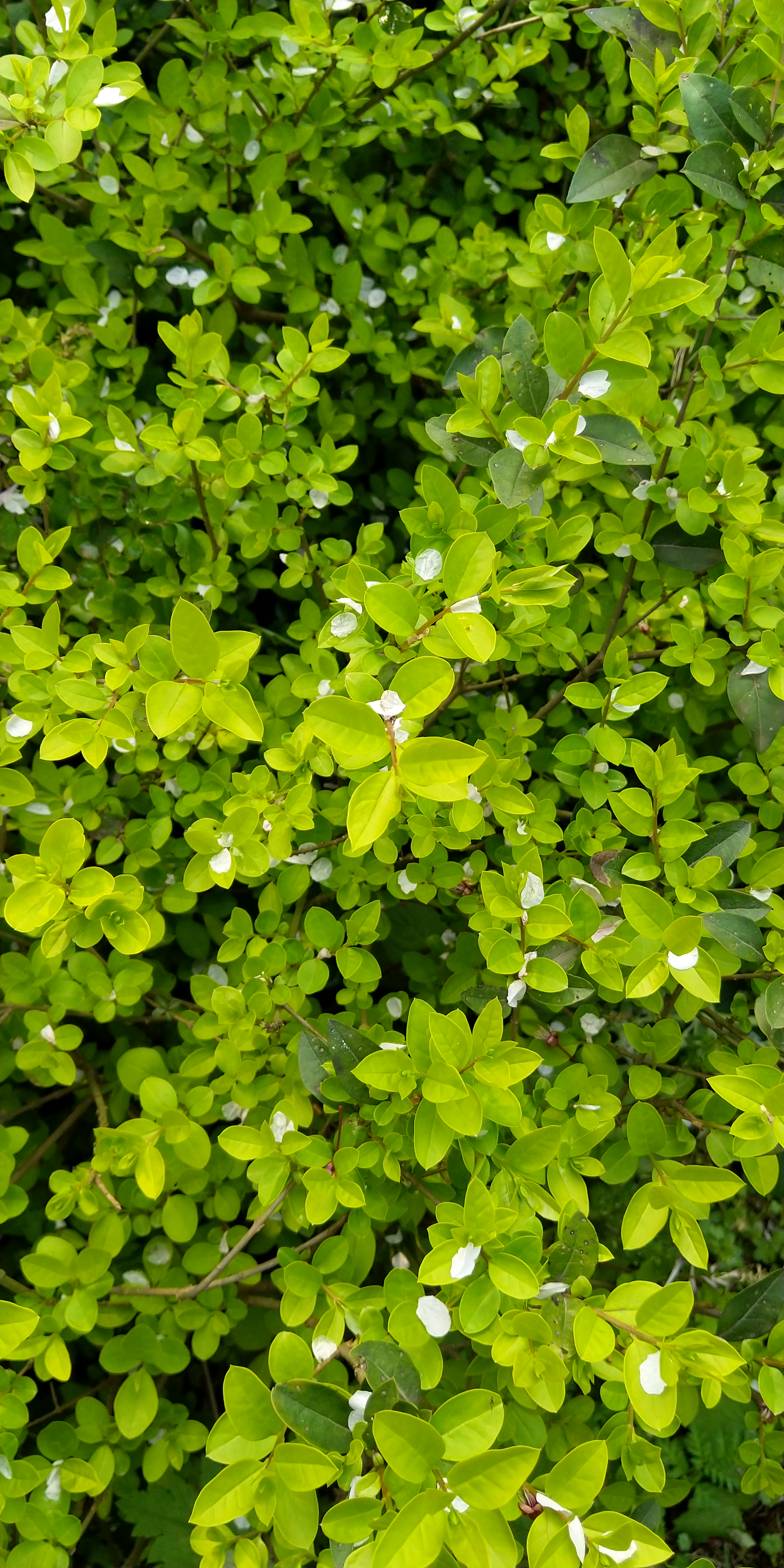 灌木丛｜纵向显示｜自然