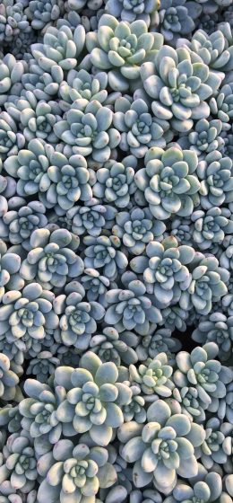 肉质的｜植物｜叶子