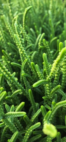 肉质的｜植物｜景天