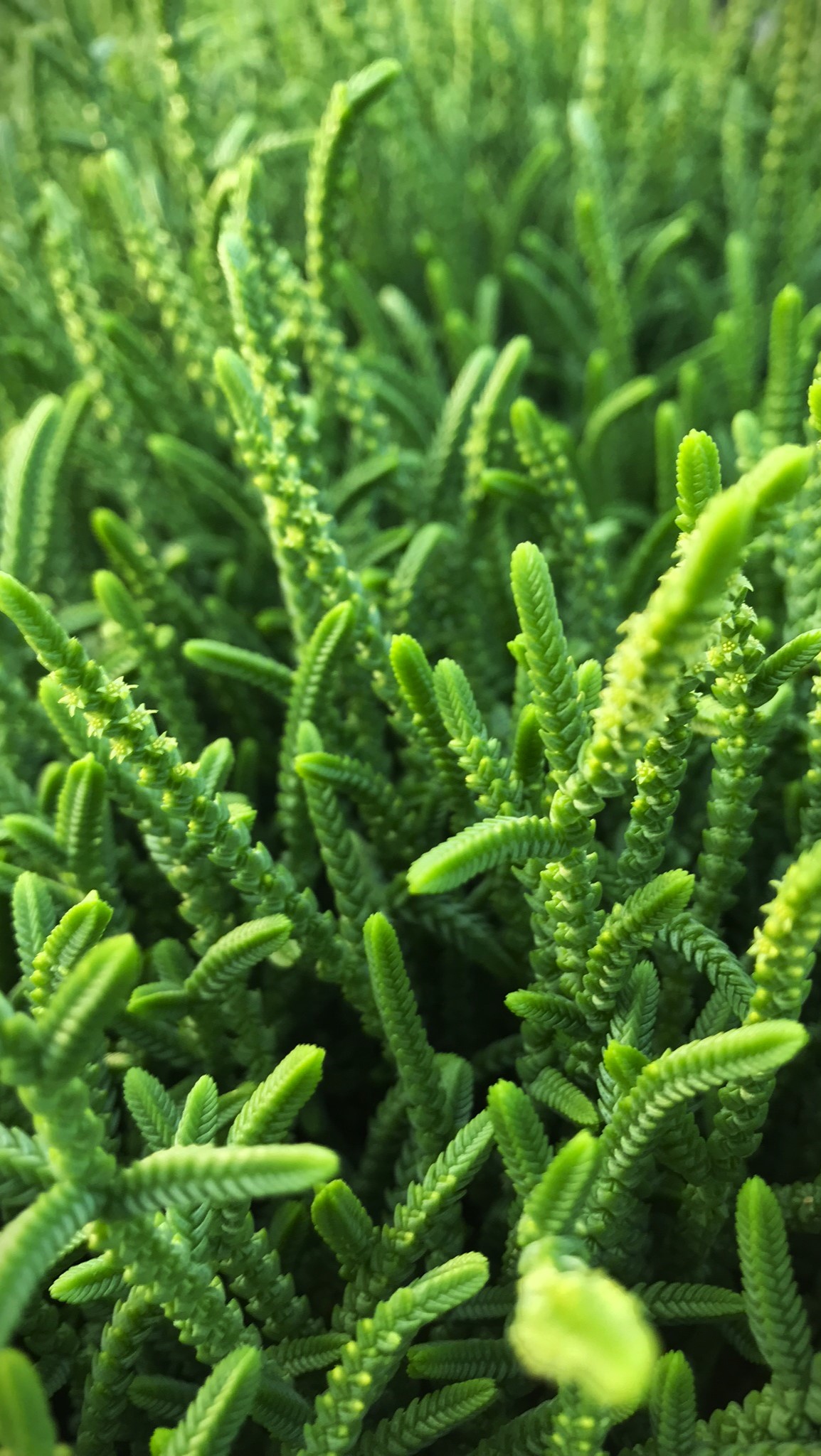 肉质的｜植物｜景天