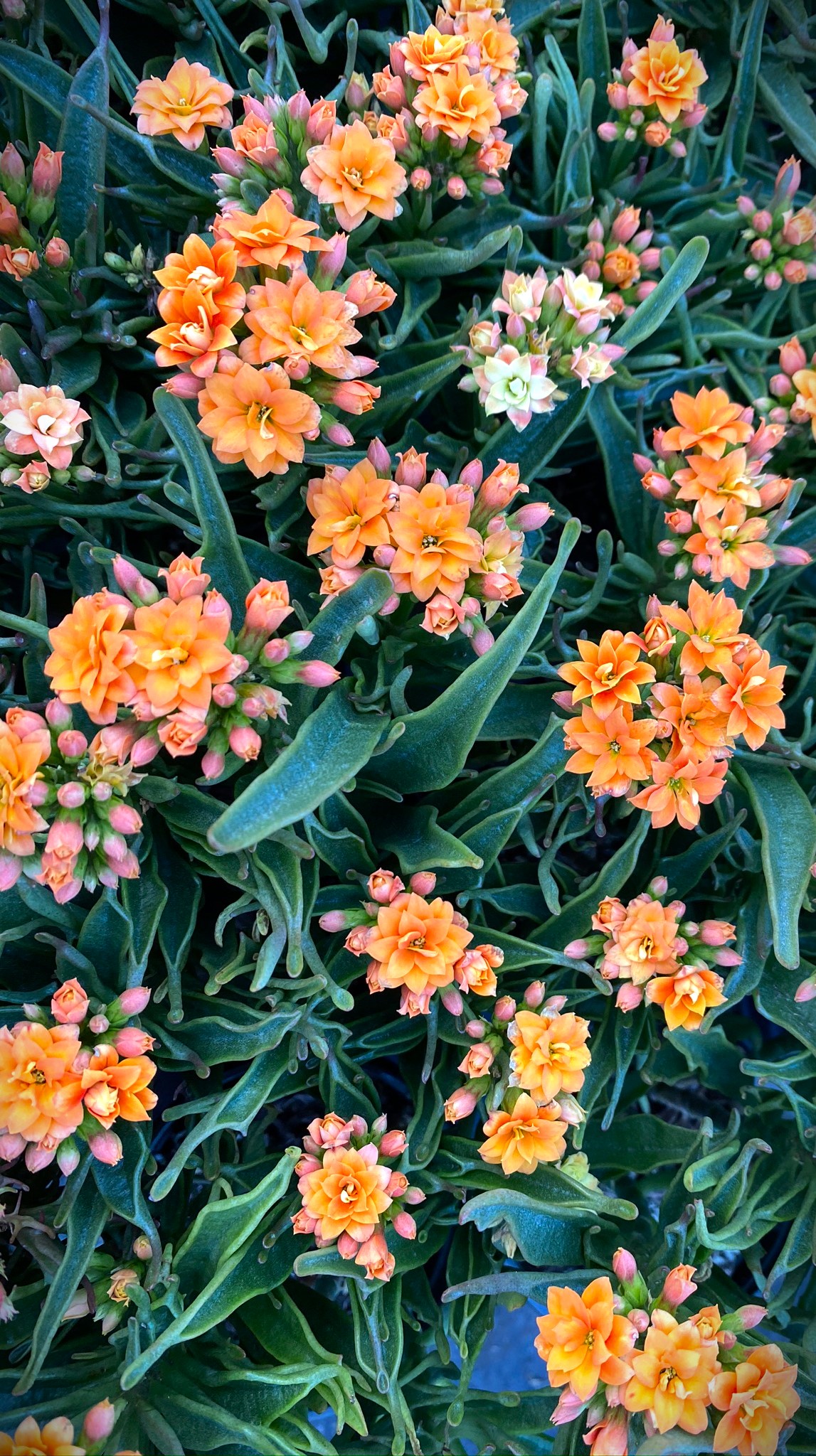 肉质的｜植物｜花朵