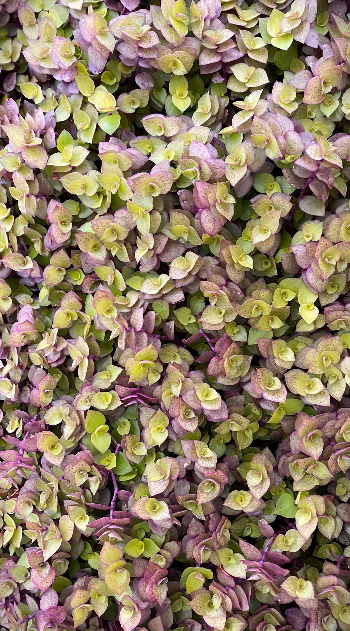 植物｜叶子｜藤蔓