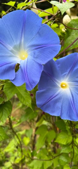 花园｜花朵｜植物